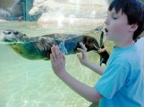Young child enjoys watching one of the Calvert Marine Museum's famous otters.