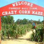 Forest Hall Farm features family friendly activities including its popular corn maze.